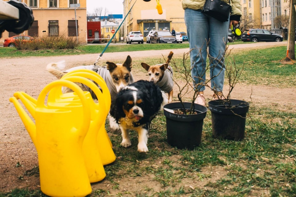 Субботник в курском сквере 8
